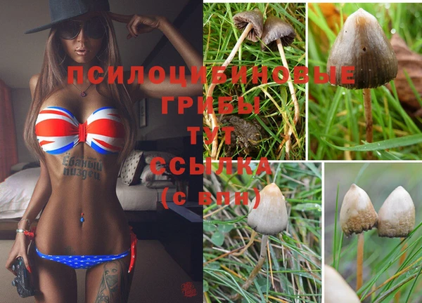 прущие грибы Армянск